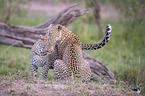 Leopards