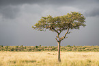 Leopards on a tree