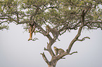 Leopards on a tree