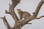 Leopard on a tree