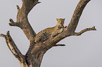 Leopard on a tree