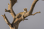 Leopard on a tree