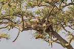 Leopard on a tree