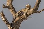 Leopard on a tree