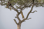 Leopard on a tree