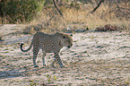 walking Leopard