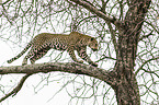 climbing Leopard