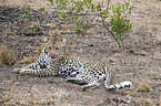 lying Leopard