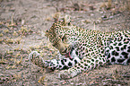 lying Leopard