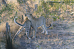 standing Leopards