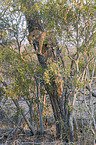 climbing Leopard