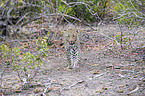 walking Leopard