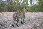 standing Leopard