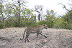 walking Leopard