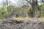 walking Leopard