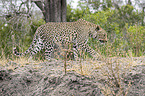 walking Leopard