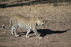 walking Leopard