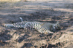 lying Leopard