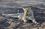 lying Leopard