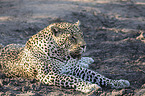 lying Leopard