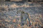 walking Leopard