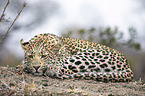 lying Leopard