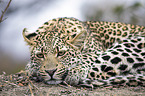 lying Leopard