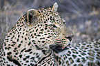 Leopard portrait