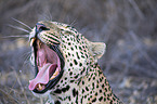 Leopard portrait