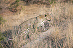 walking Leopard