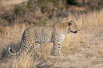 standing Leopard