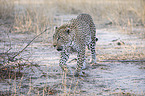 walking Leopard