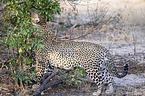 standing Leopard