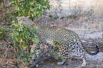 walking Leopard