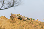 lying Leopard