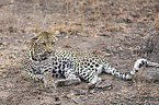 lying Leopard