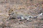 lying Leopard