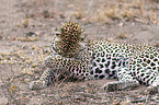 lying Leopard