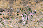 walking Leopard