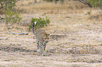 walking Leopard