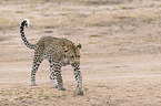 walking Leopard