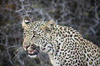 Leopard portrait