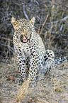 sitting Leopard