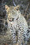 sitting Leopard