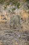 walking Leopard