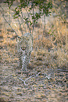 walking Leopard