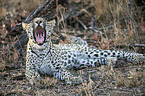 lying Leopard