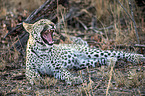 lying Leopard