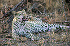 lying Leopard