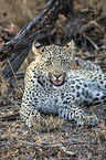 lying Leopard